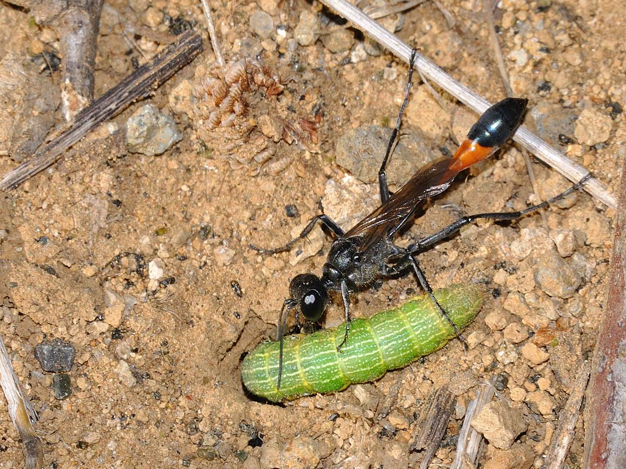 Ammophila sabulosa predazione